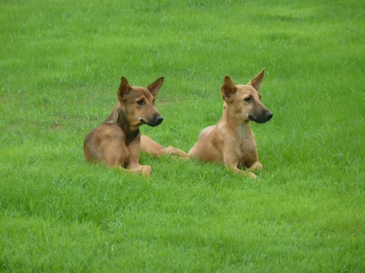 COOL DOGS