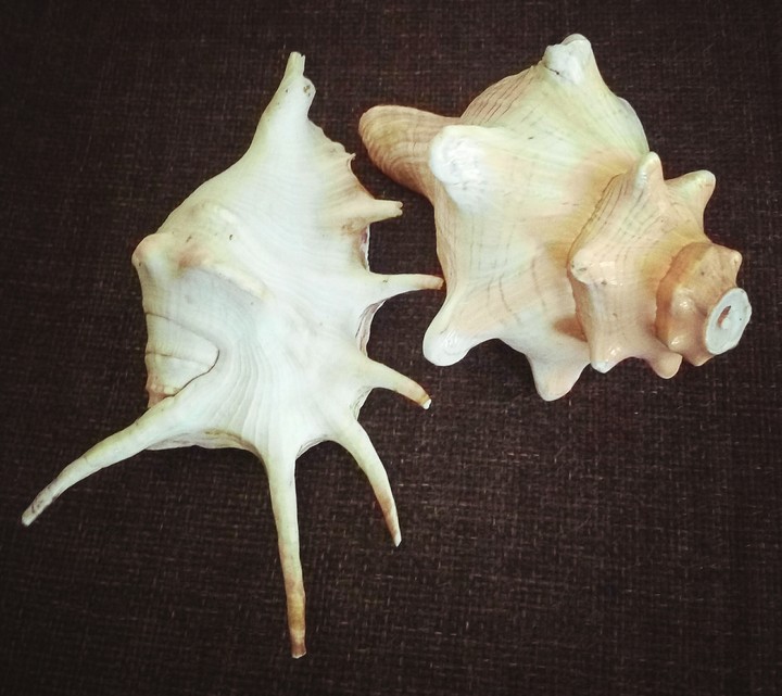 sea shells
