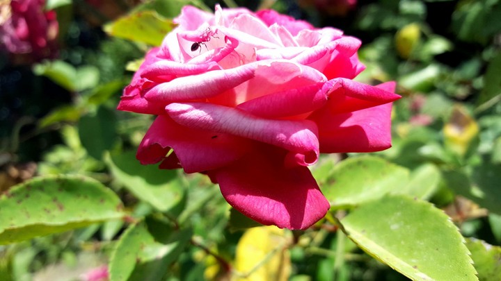 jardin