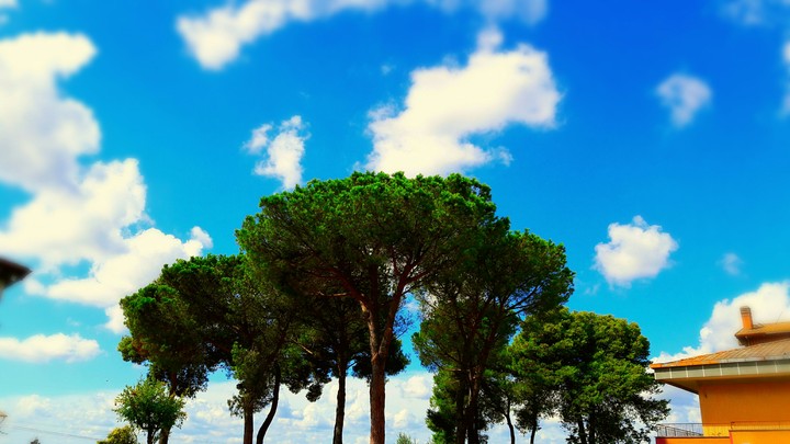 Pine