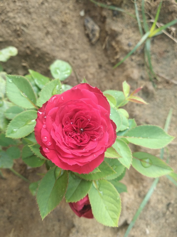 amazing flower