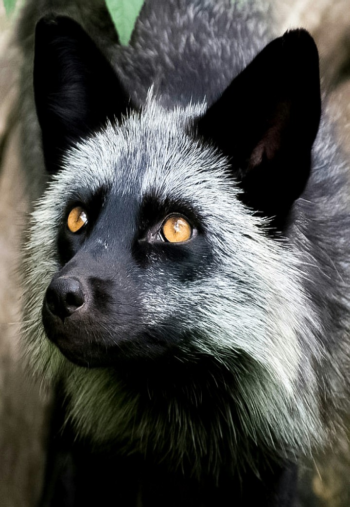 Silver Fox Shopping