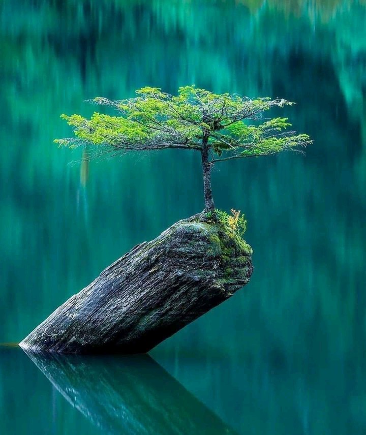 tree