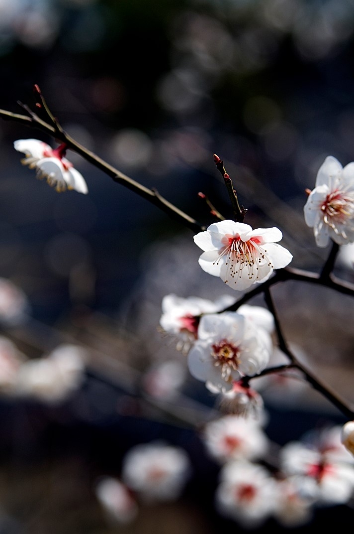 Cherry Blossom