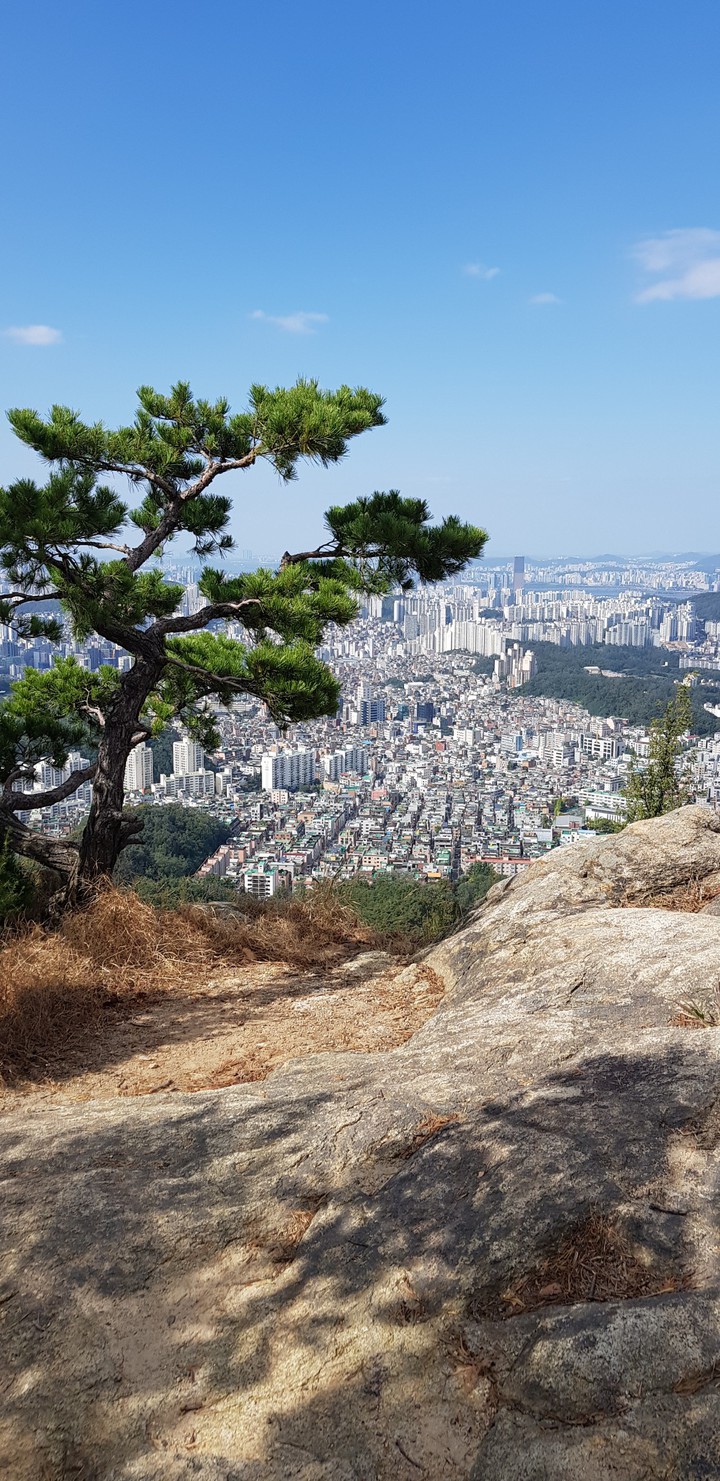 소나무