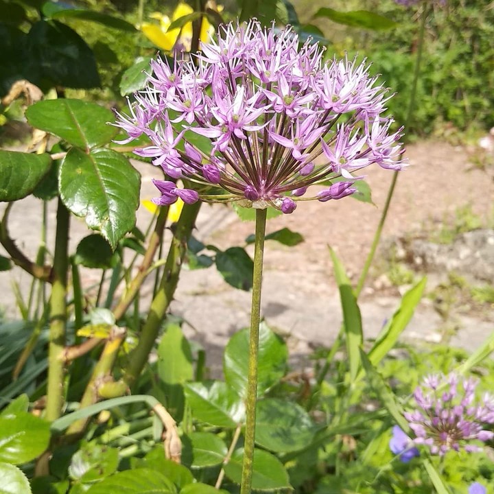 jardin botanique Floralpina d'Arras