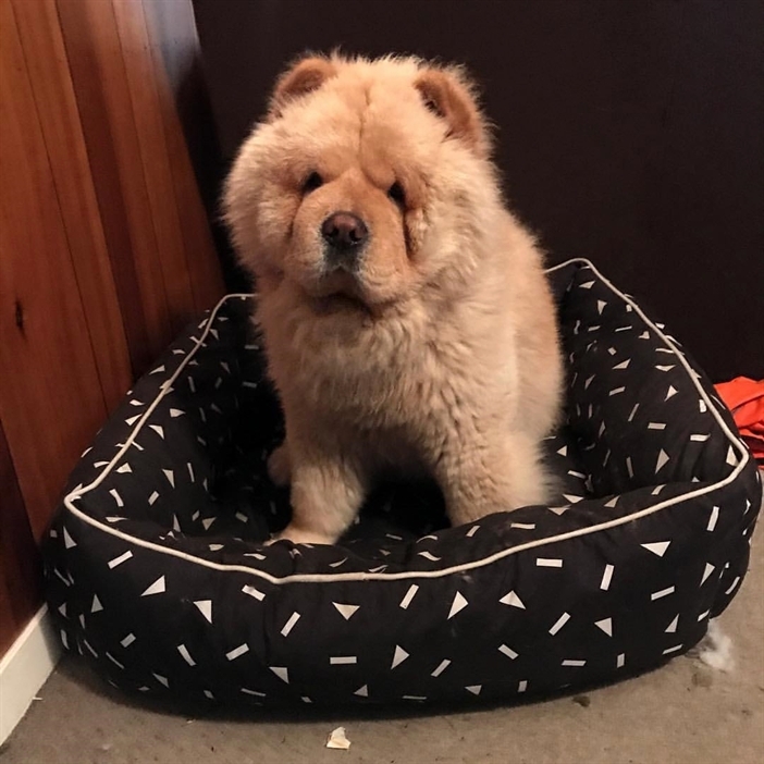lovely dog
