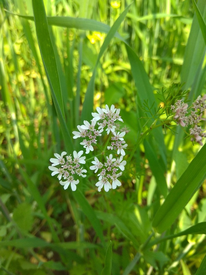 hd flower