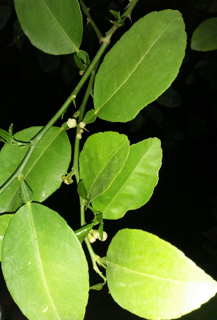 Nature in dark