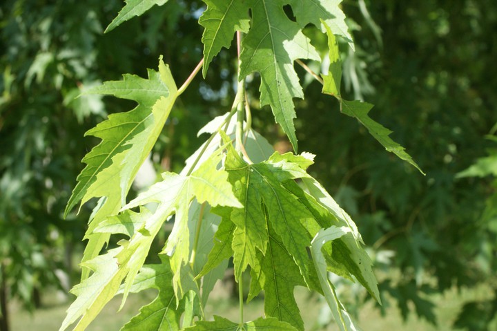 #leaf