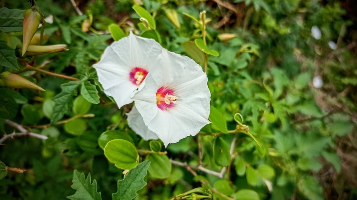 flower