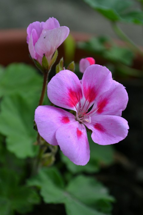 plant, flower壁纸