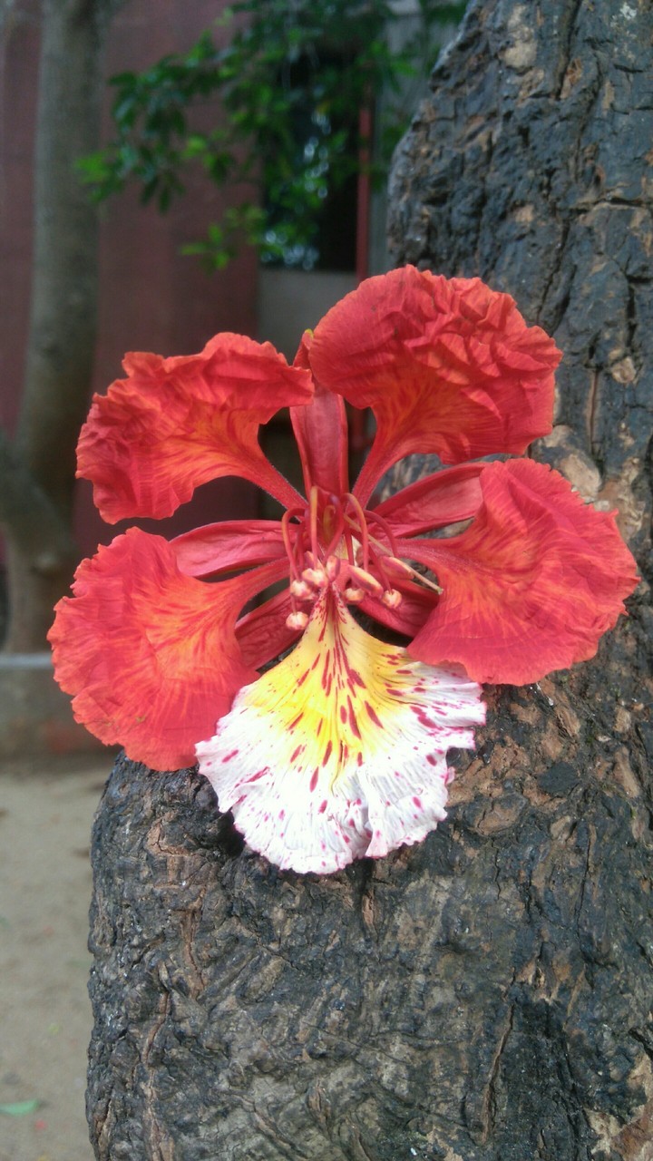 Flower