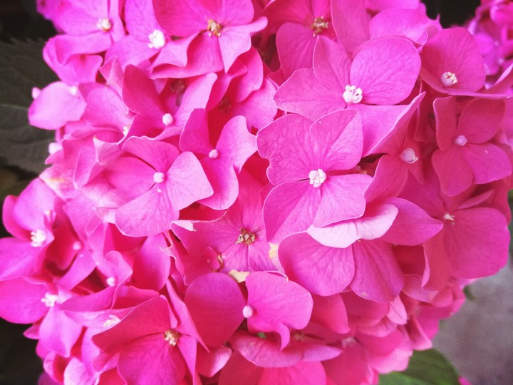 #fiore #ortensia #rosa #bellissima