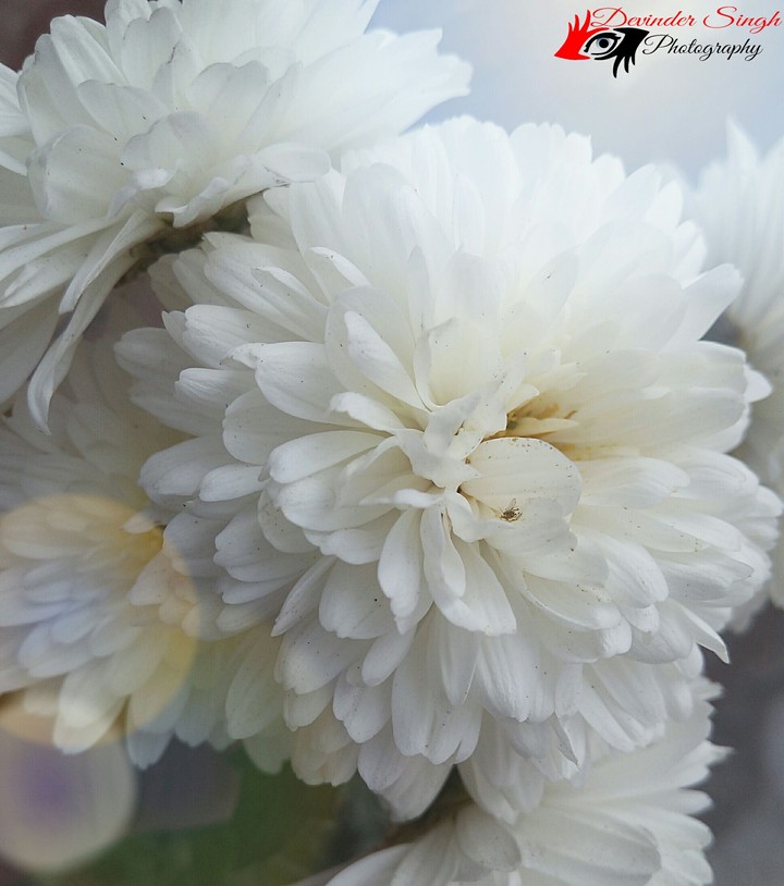 white flower