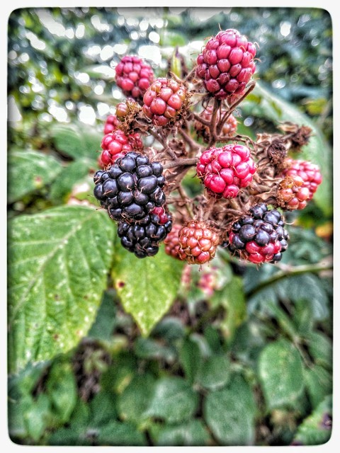 Blackberry