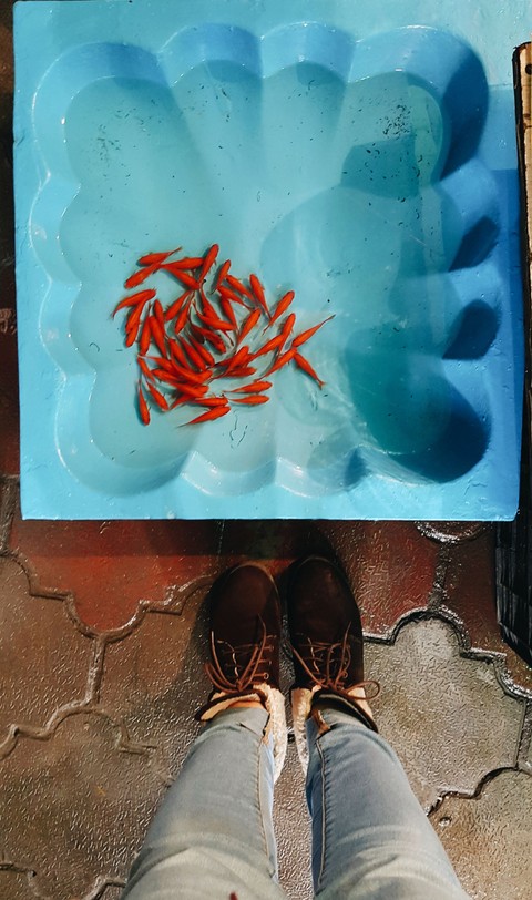 red fish