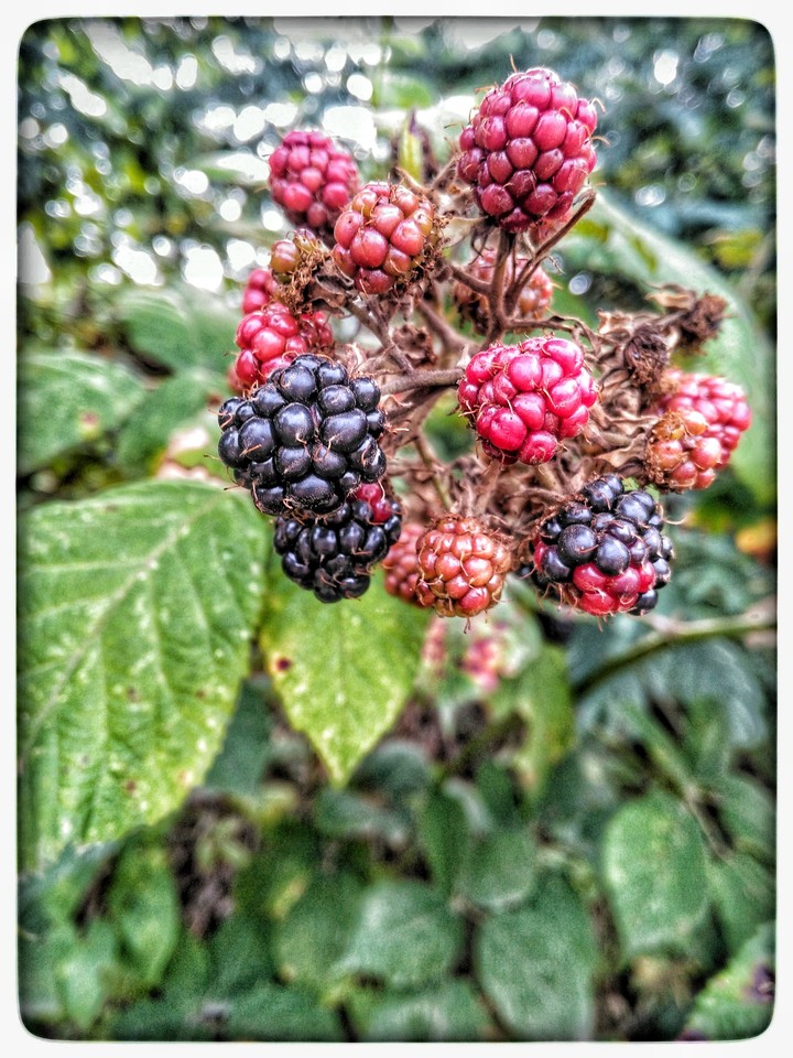 Blackberry