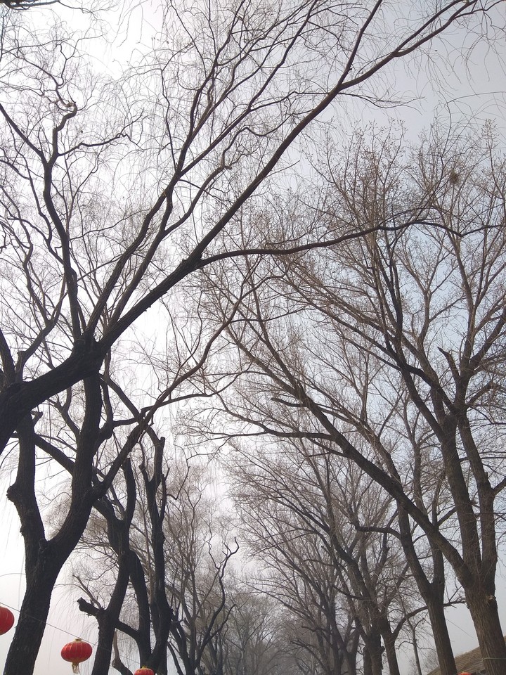 Trees 