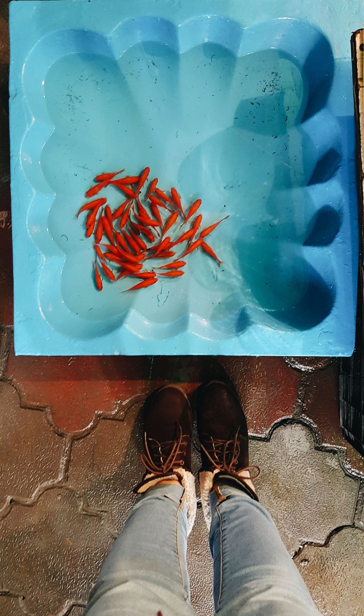 red fish