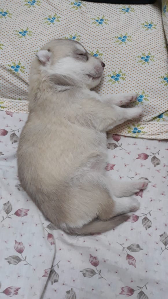 puppy