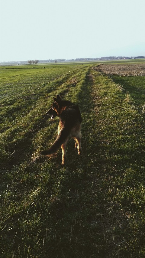 dog