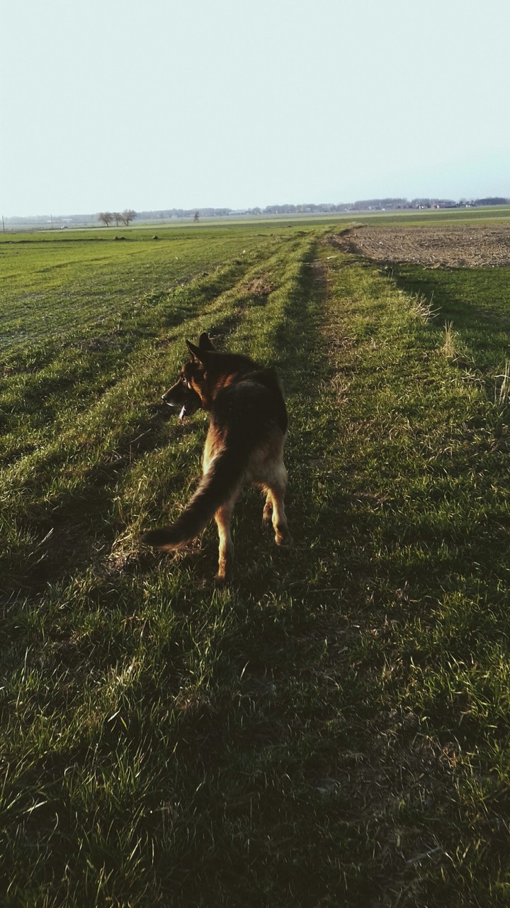 dog