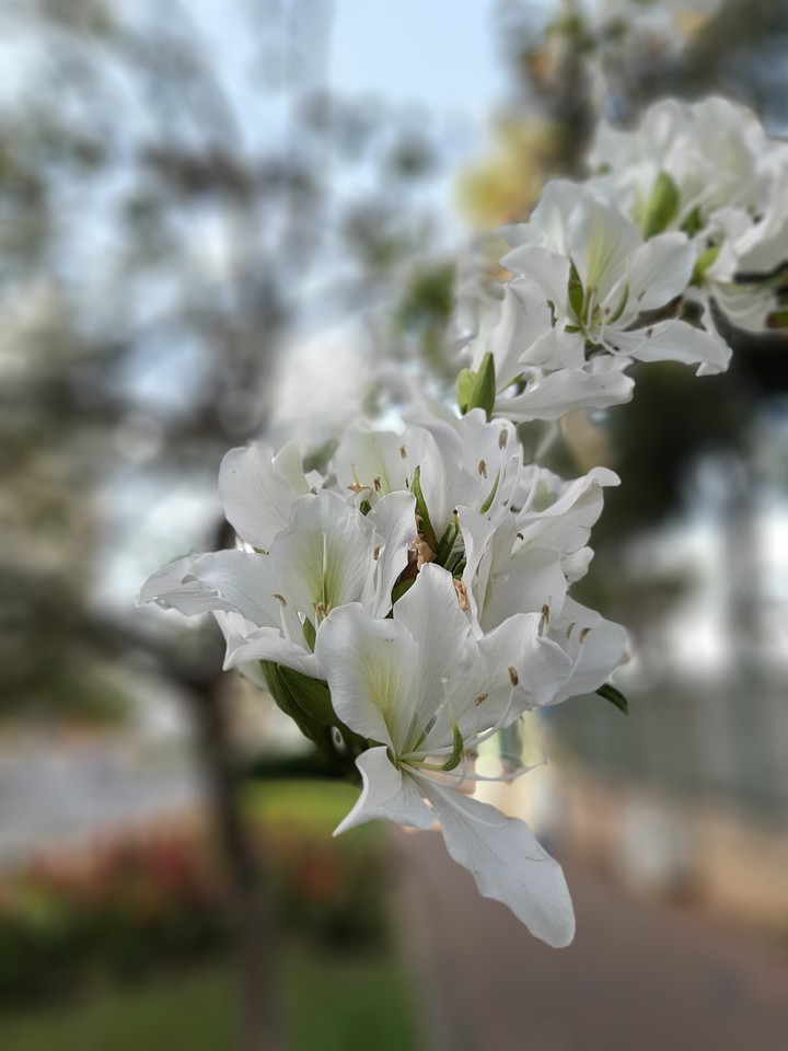 florescence
