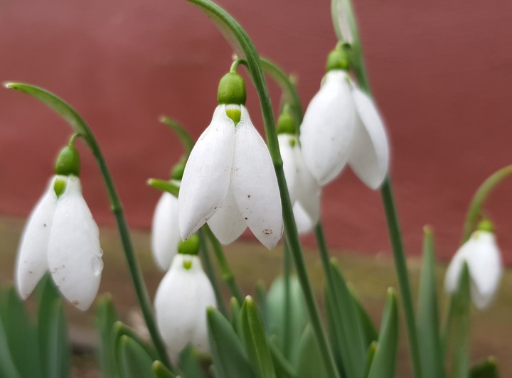 spring coming