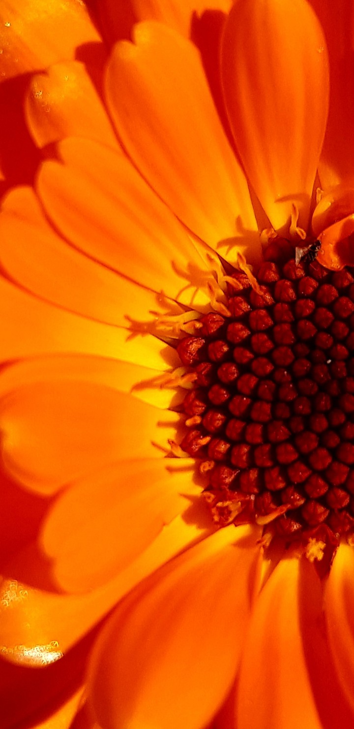 Ringelblume2