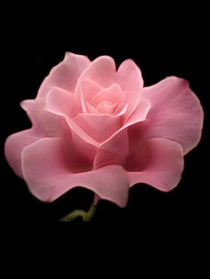 Pink rose.