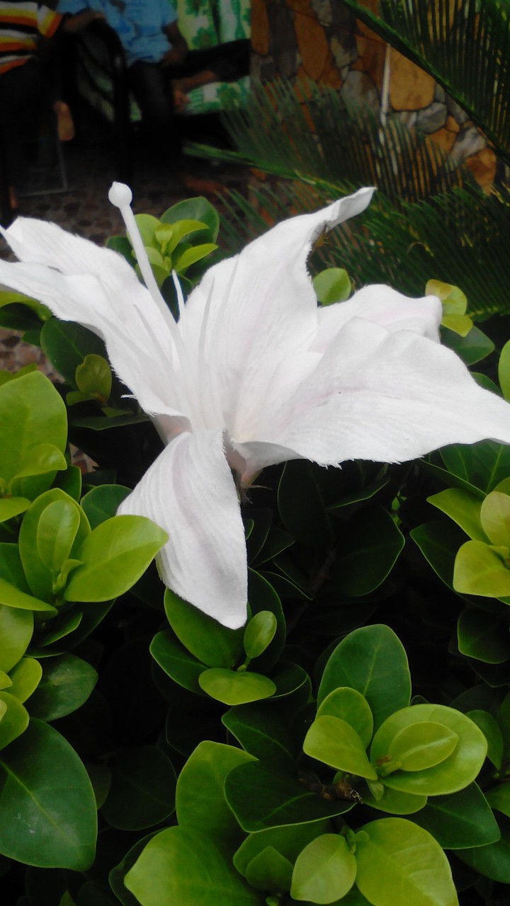 flower