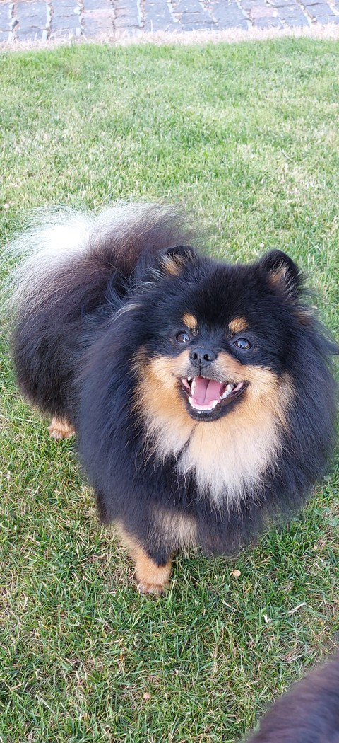 шпалери dog, canidae