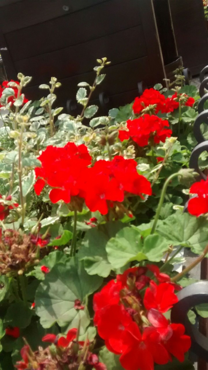 Flowers