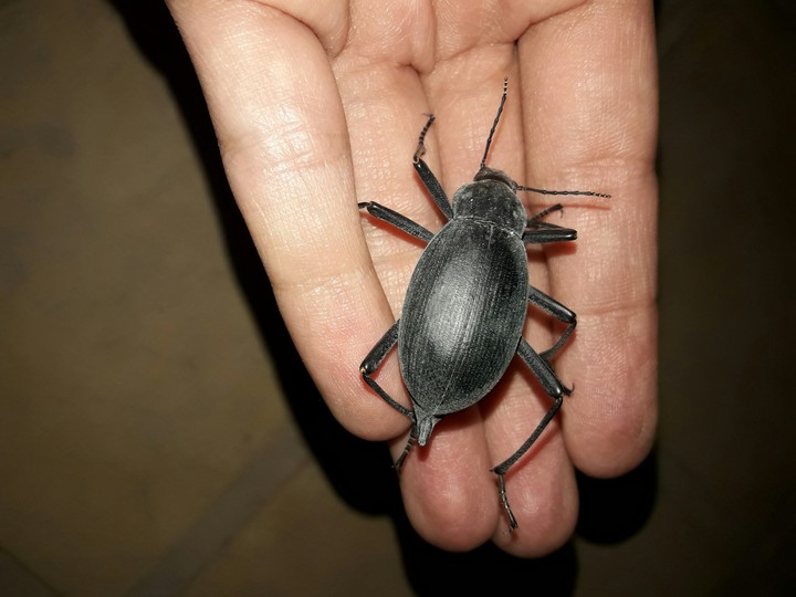 Dung beetle