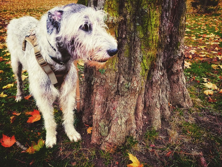 Me and my tree.