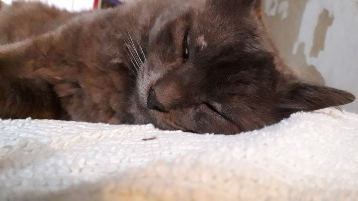 cat