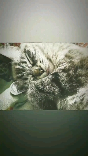 kitten