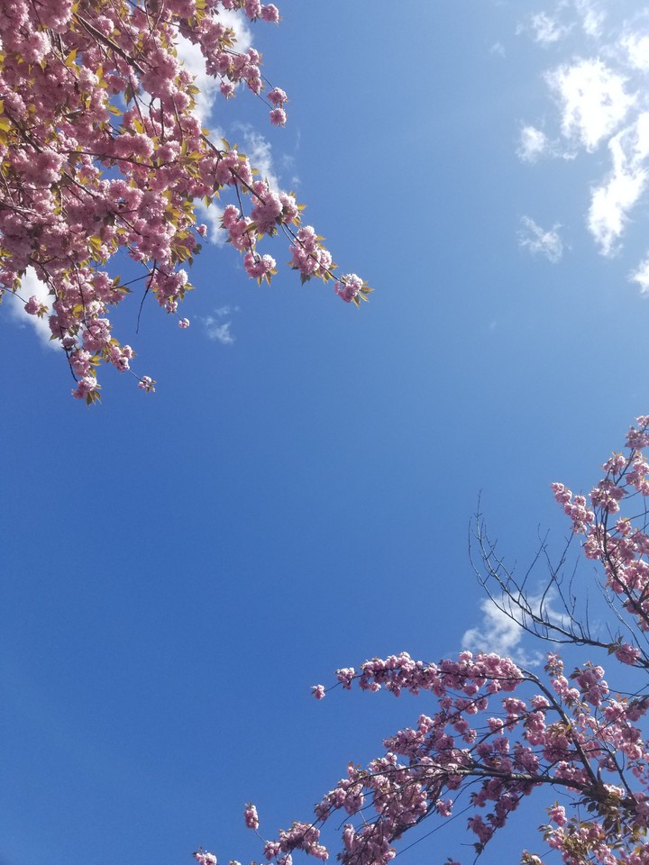 Japanese Flowering Cherry Blossoms
