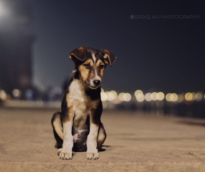 Dog Portrait
