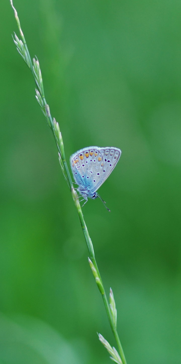 Blue Butterfly