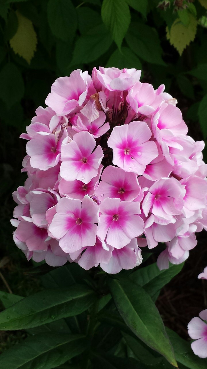 flowers