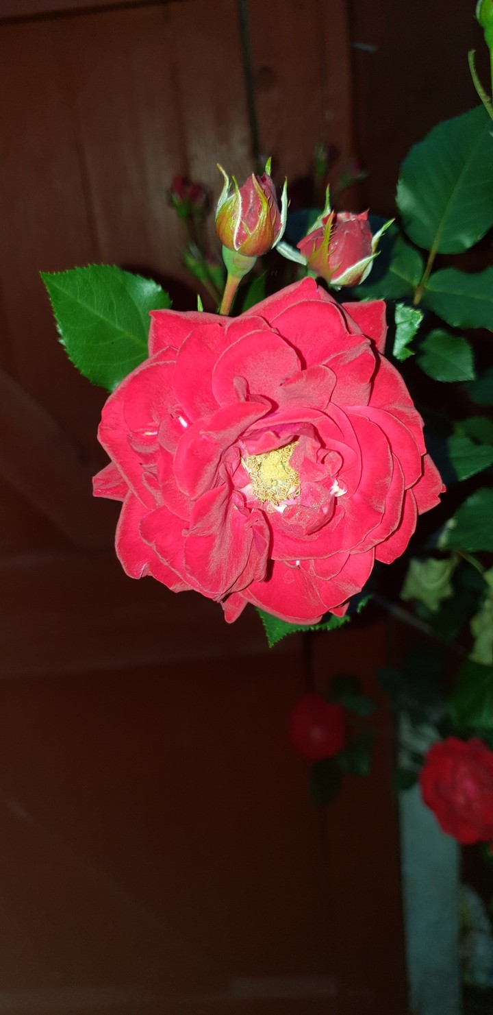Rose