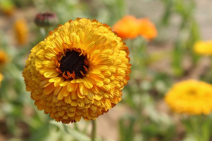 Flower