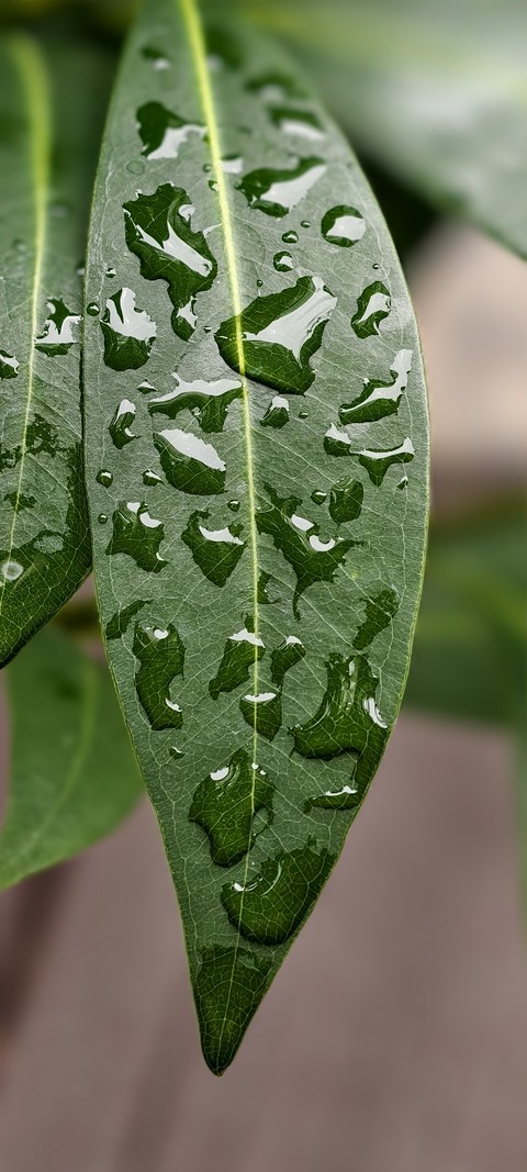 Fresh after rain