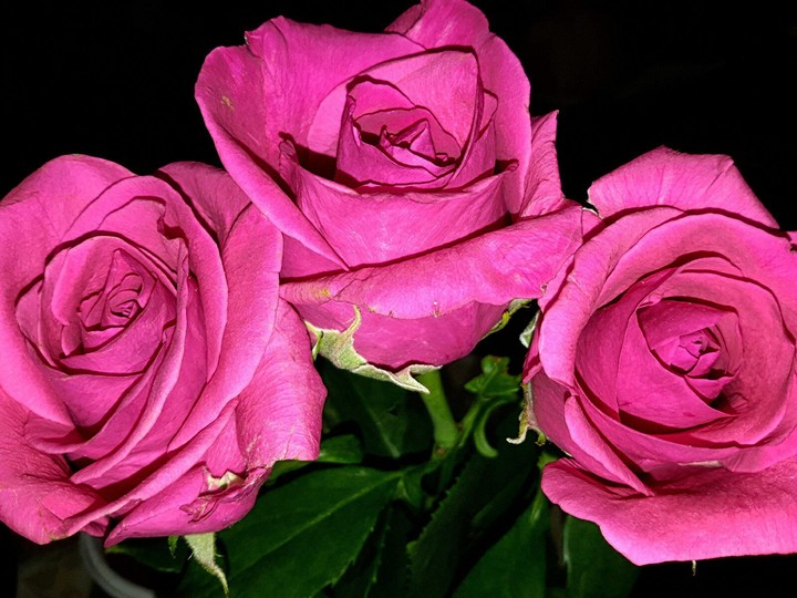 rose