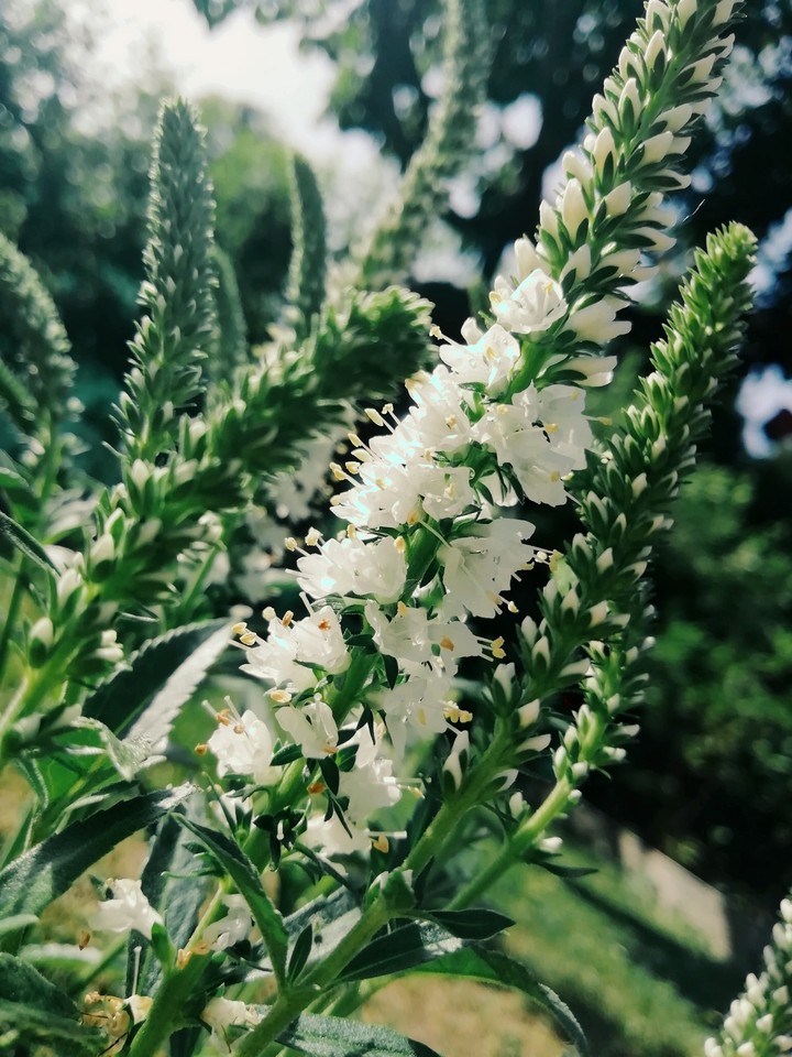 Flowers