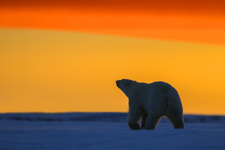 Awesome  Icebear and Sunrise
