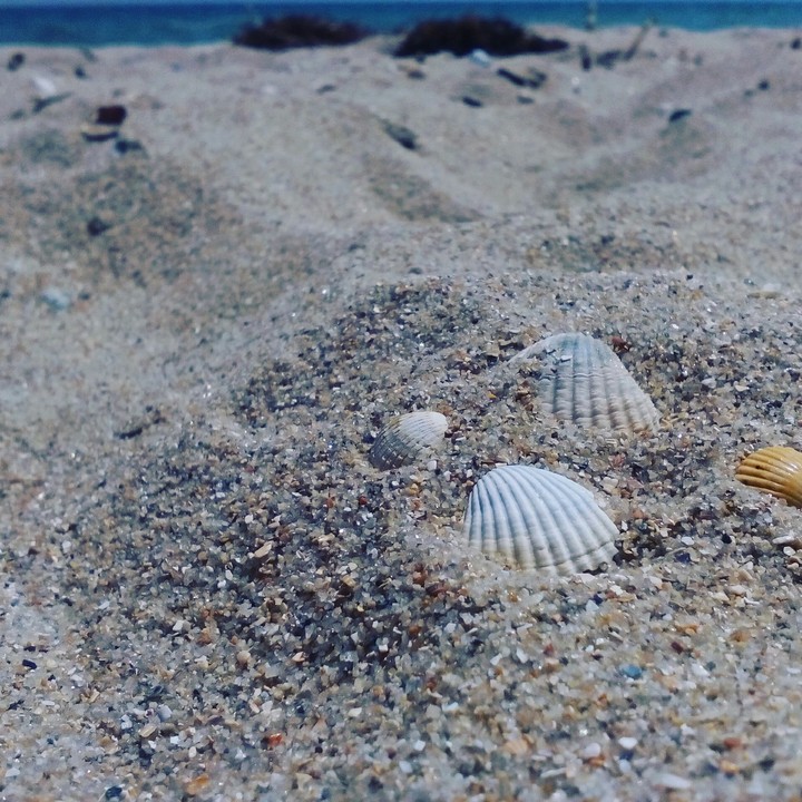 shell