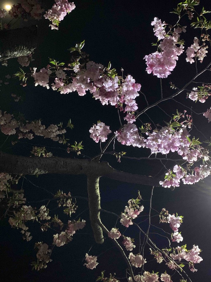 Cherry blossoms at night